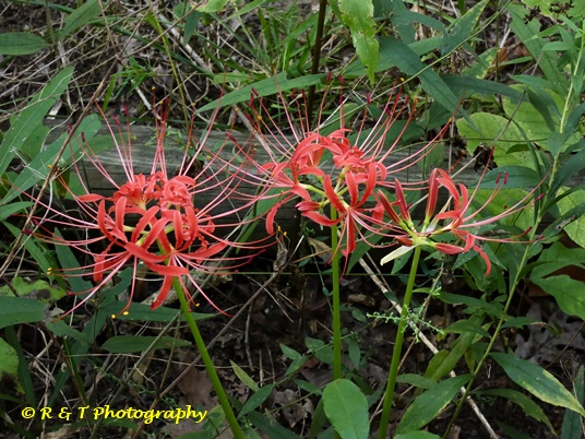 {Lycoris radiata}